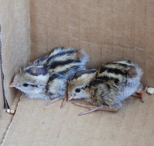 Buy live California Valley Quail day-old chicks online Buy live California Valley Quail day-old chicks online