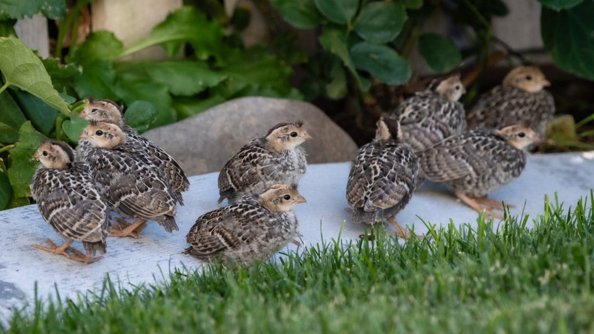 Buy live California Valley Quail day-old chicks online Buy live California Valley Quail day-old chicks online 1