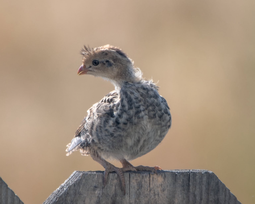 Screenshot 2026-08-13 103852 California Valley Quail day-old chicks