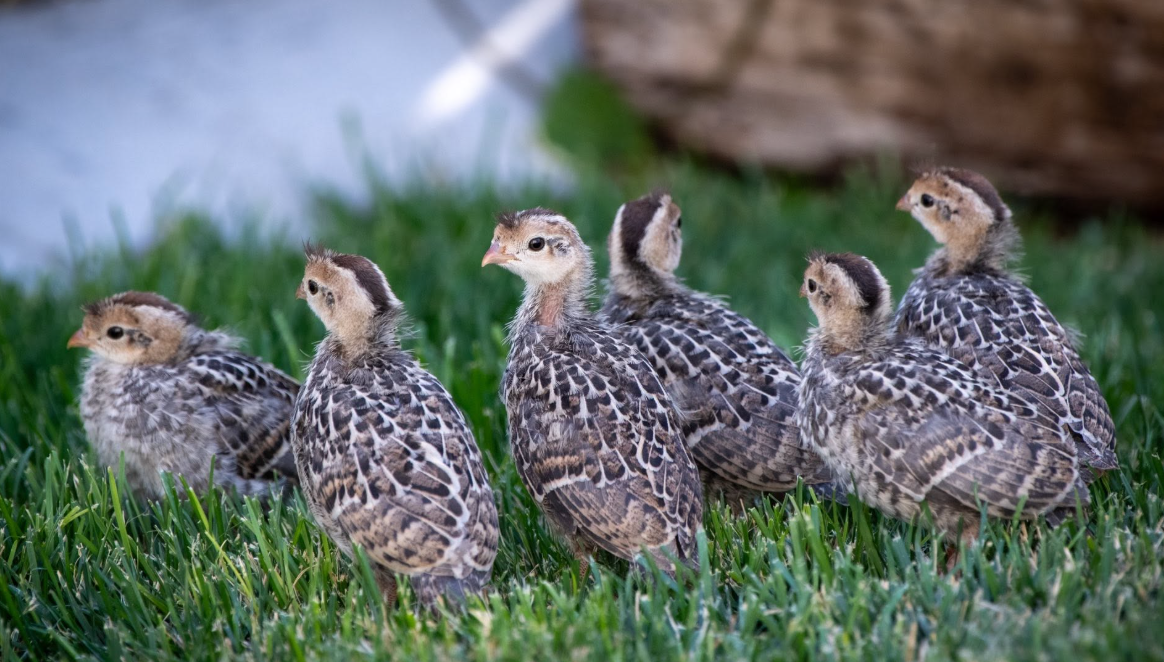 Screenshot 2026-08-13 103903 California Valley Quail day-old chicks 1