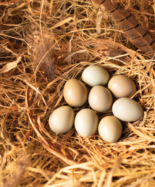 fertile Brown Eared Pheasant hatching eggs online fertile Brown Eared Pheasant hatching eggs online