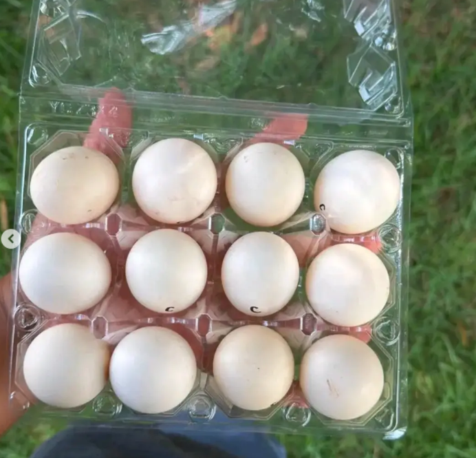 Buy fertile Mel Sims Brown Red gamefowl hatching eggs Buy fertile Mel Sims Brown Red gamefowl hatching eggs