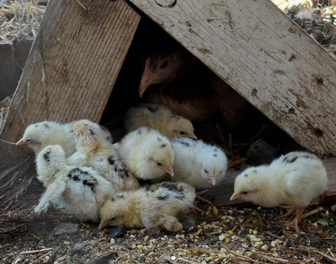 purebred Blueface Hatch sexed day-old chicks purebred Blueface Hatch sexed day-old chicks