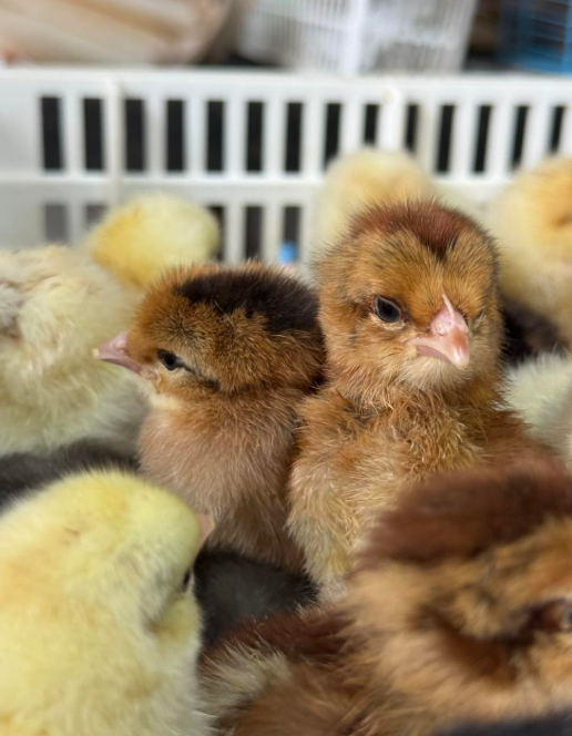 Screenshot 2026-08-28 051512 Whiting True Blue day-old chicks online 1