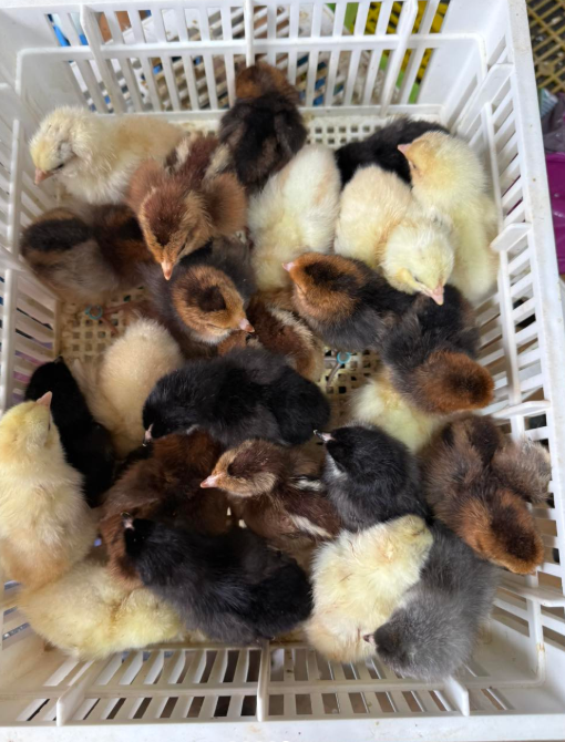 Whiting True Blue day-old chicks online Whiting True Blue day-old chicks online