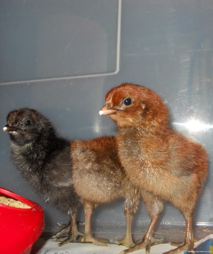Buy purebred Denizli Long Crower day-old chicks online Buy purebred Denizli Long Crower day-old chicks online