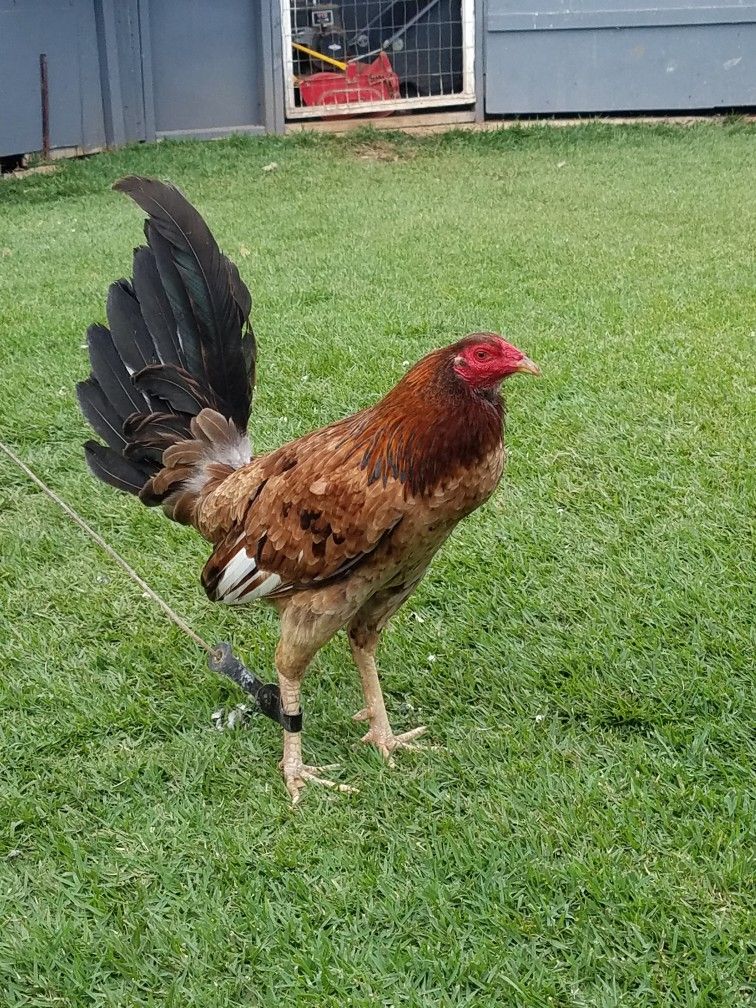Buy purebred Hennie Sweater cross gamefowl cocks Buy purebred Hennie Sweater cross gamefowl cocks