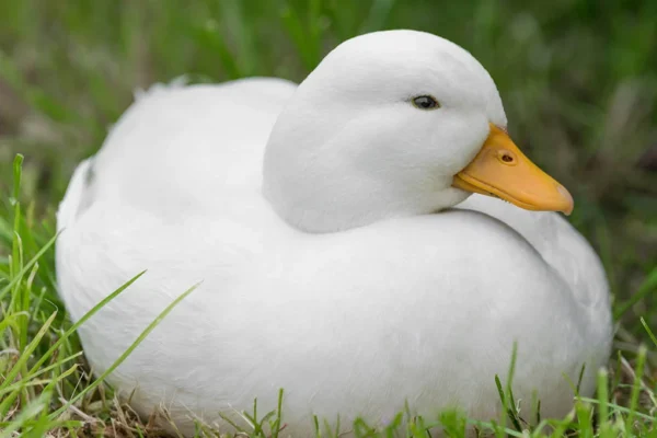 Call Ducks Call Ducks