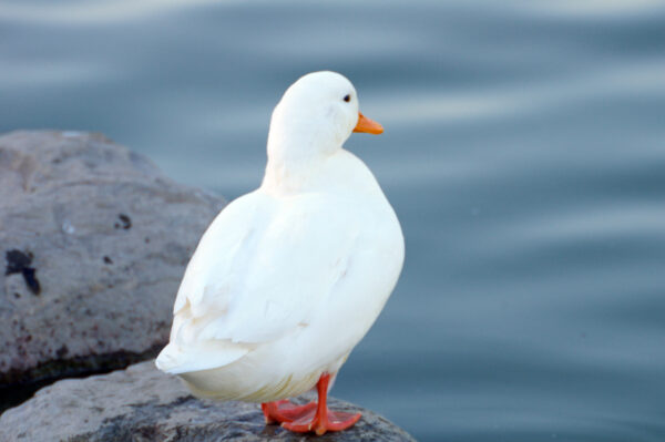 Call Ducks Call Ducks