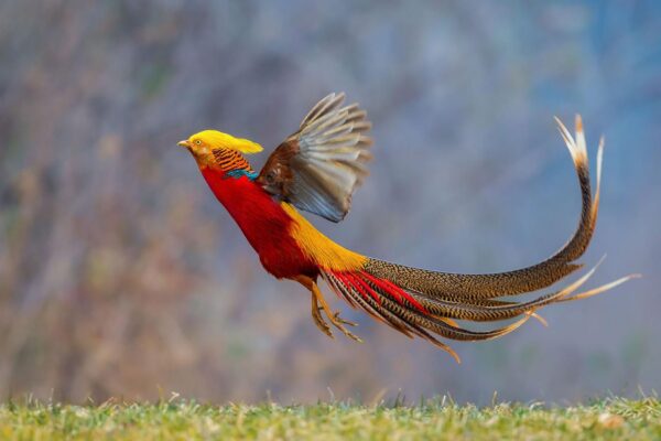 Dark Throated Red Golden Pheasants Dark Throated Red Golden Pheasants