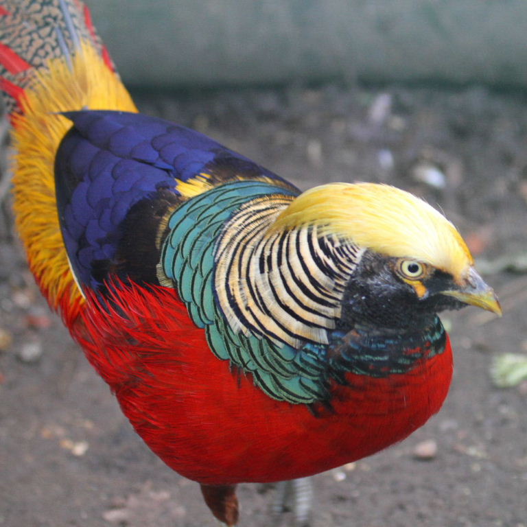 Dark Throated Red Golden Pheasants Dark Throated Red Golden Pheasants