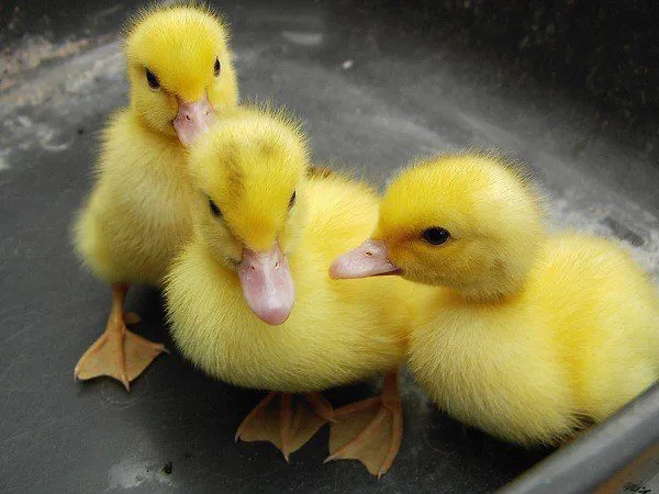 Buy live Duclair day-old ducklings Buy live Duclair day-old ducklings 1