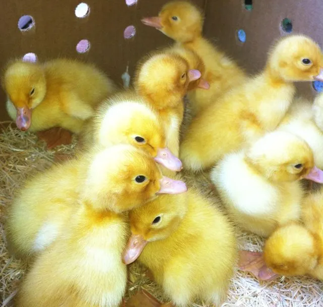 Buy live Duclair day-old ducklings Buy live Duclair day-old ducklings