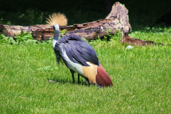 East African Crowned Crane East African Crowned Crane