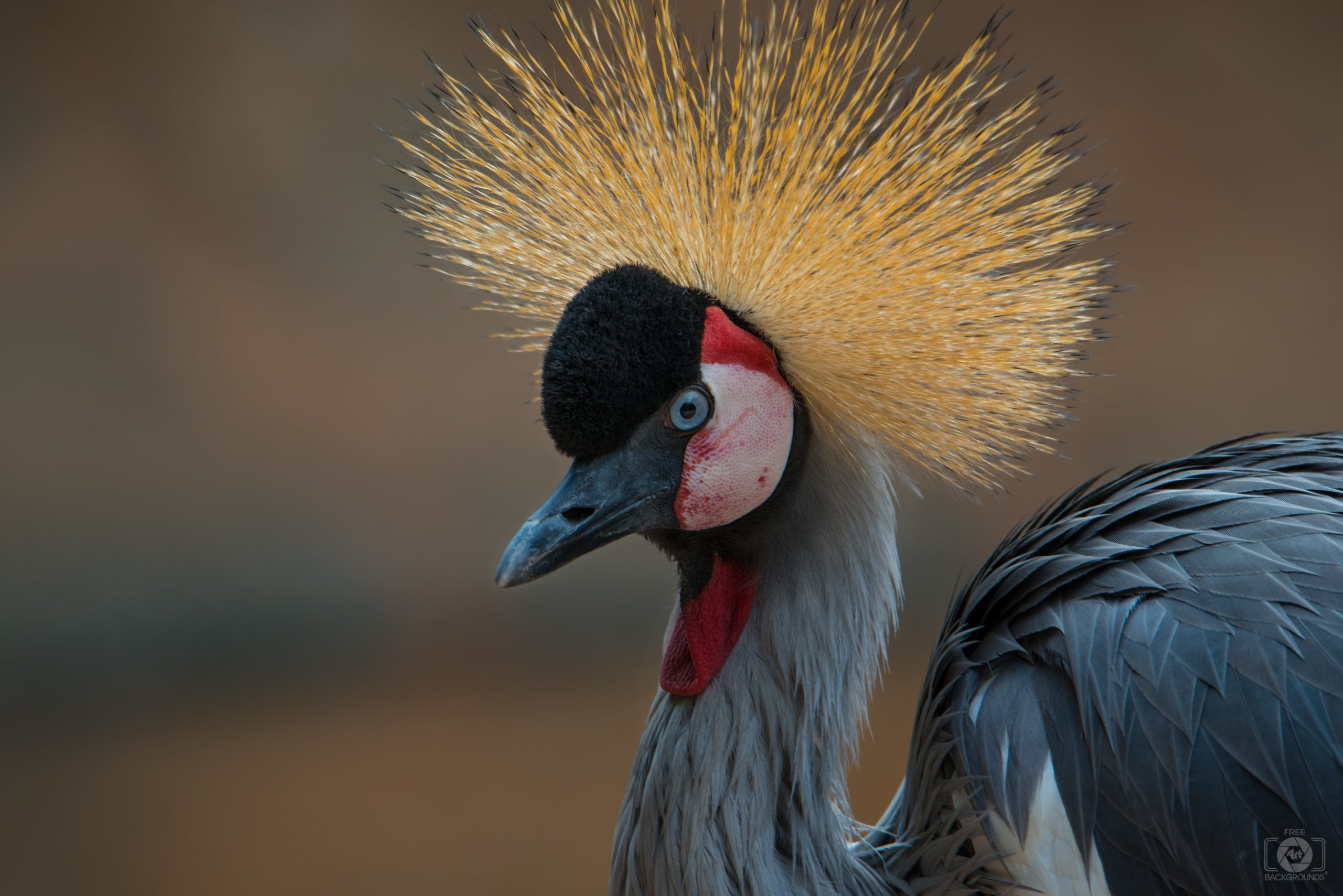 East African Crowned Crane East African Crowned Crane