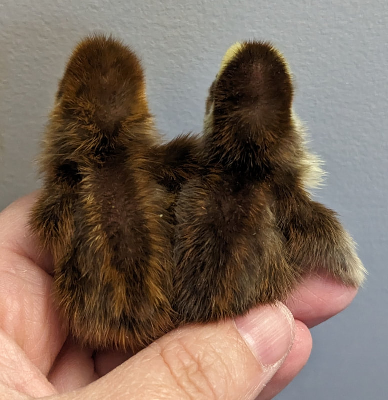 Buy sexed Coturnix quail day-old chicks Buy sexed Coturnix quail day-old chicks