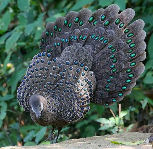 Grey Peacock Pheasants Grey Peacock Pheasants