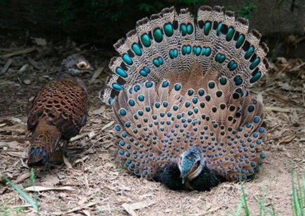 Grey Peacock Pheasants Grey Peacock Pheasants