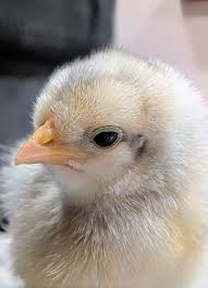 purebred Joe Goode Grey day-old chicks purebred Joe Goode Grey day-old chicks