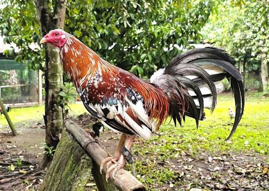 Spangled Kelso Gamefowl Cock For Sale Spangled Kelso Gamefowl Cock For Sale
