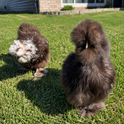 Chocolate Silkie Hatching Eggs For Sale Chocolate Silkie Hatching Eggs For Sale