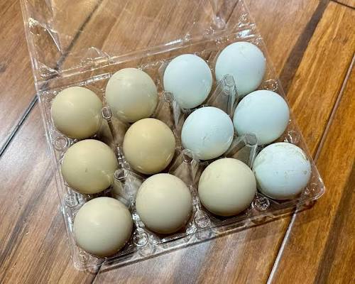 fertile Blueface Hatch gamefowl hatching eggs fertile Blueface Hatch gamefowl hatching eggs