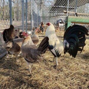 Frost Grey Pullets For Sale Frost Grey Pullets For Sale