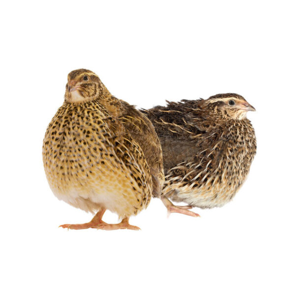 Jumbo Coturnix Quail Chicks Jumbo Coturnix Quail Chicks