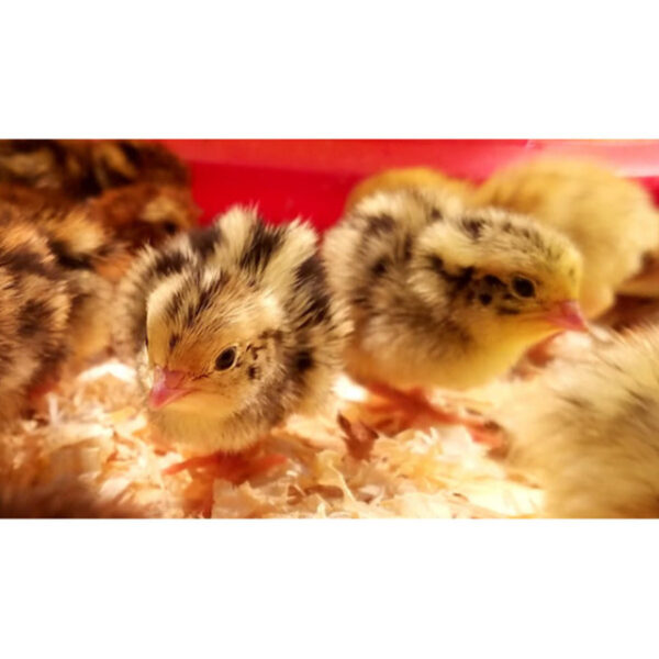 Jumbo Coturnix Quail Chicks Jumbo Coturnix Quail Chicks