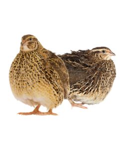 Jumbo Coturnix Quail Chicks