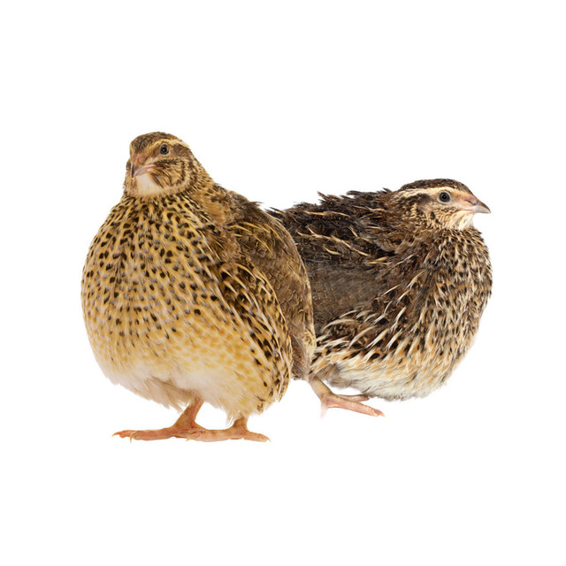 Jumbo Coturnix Quail Chicks Jumbo Coturnix Quail Chicks