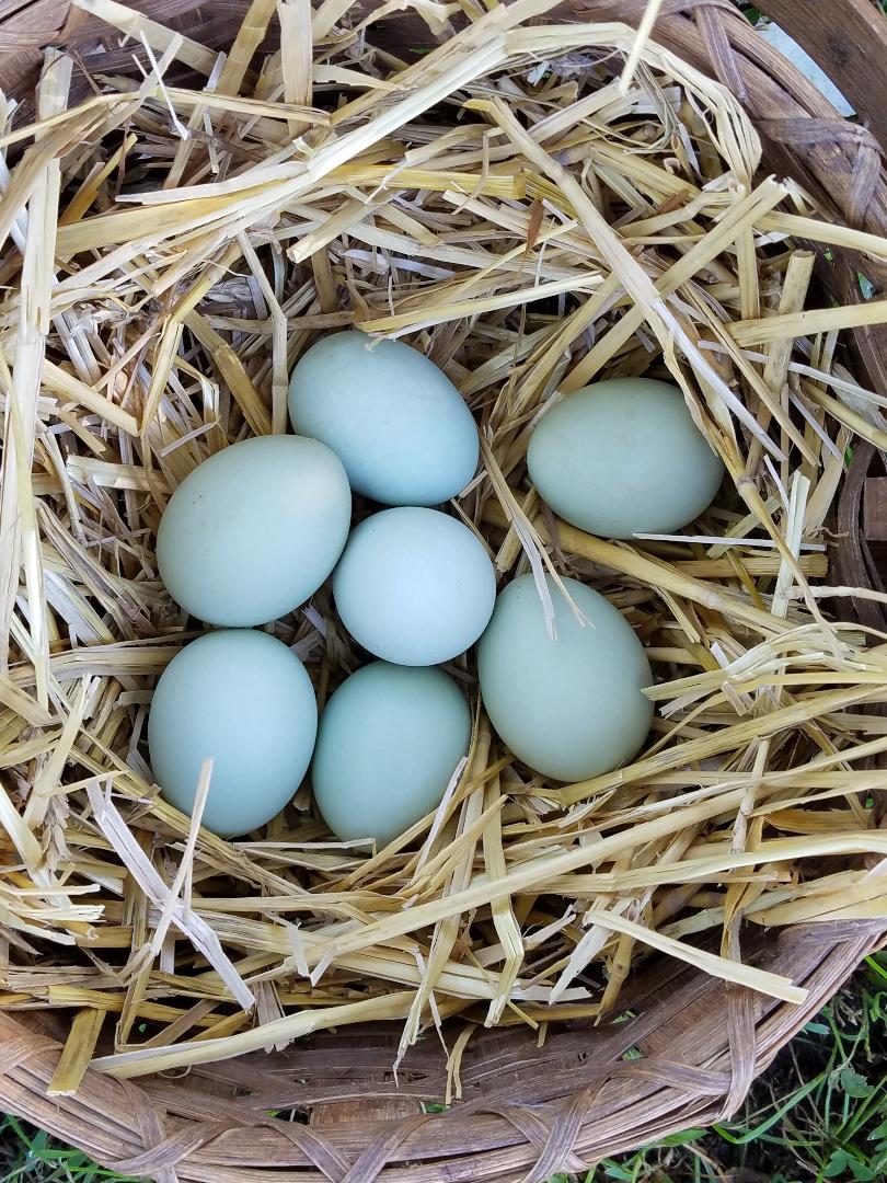 fertile Cream Legbar hatching eggs online fertile Cream Legbar hatching eggs online