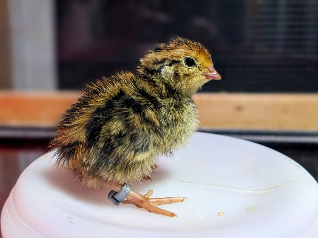 Buy sexed Coturnix quail day-old chicks 1 Buy sexed Coturnix quail day-old chicks 1