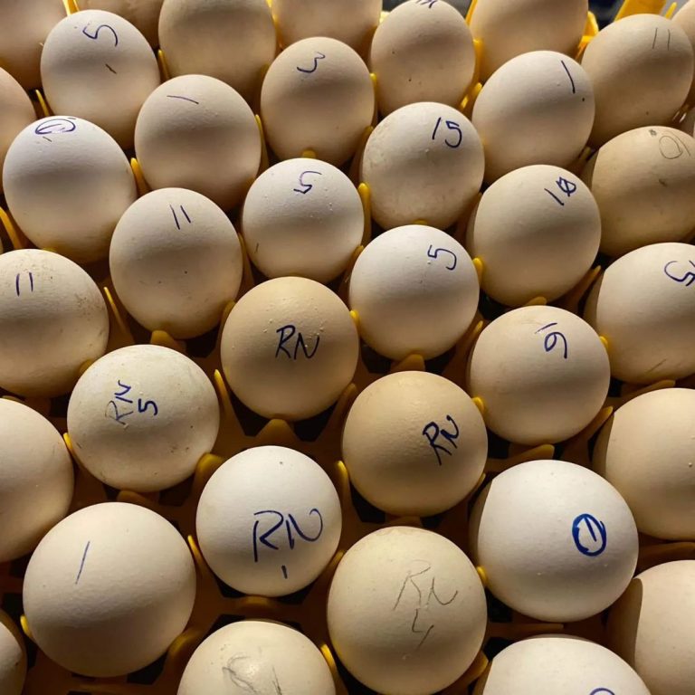 Radio Leiper Gilmore Hatch gamefowl hatching eggs Radio Leiper Gilmore Hatch gamefowl hatching eggs