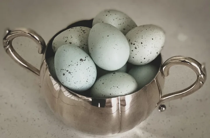 fertile Lavender English Orpington hatching eggs fertile Lavender English Orpington hatching eggs