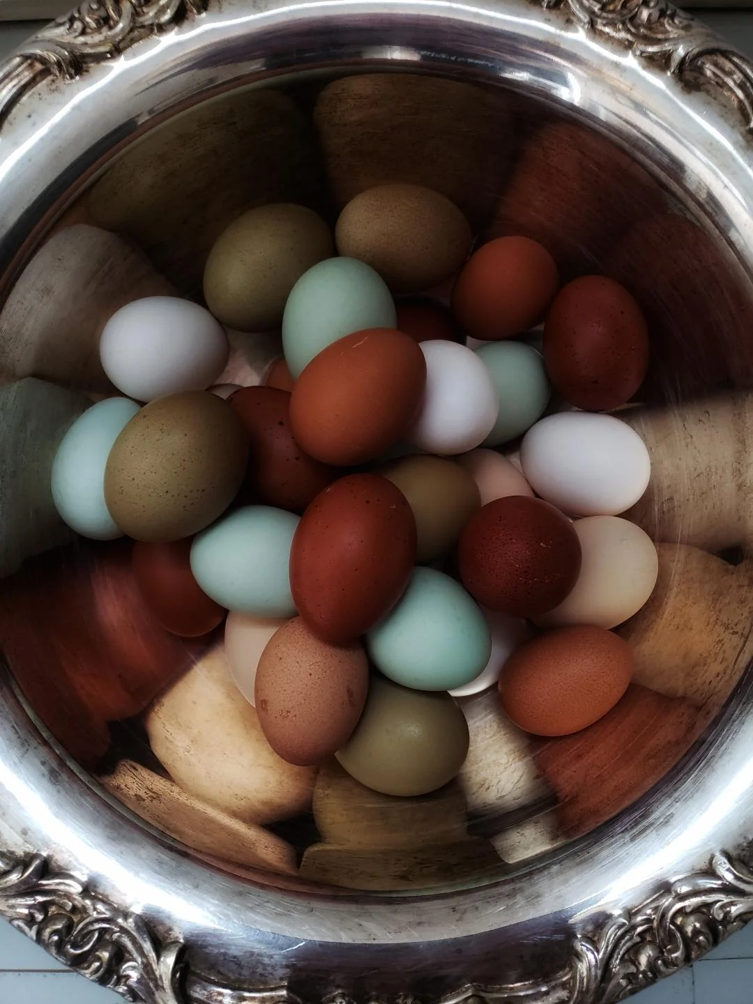 silverbowlofeggs_3e00f293-c682-44e7-af8c-4a608ceeaf29_1200x fertile Cream Legbar hatching eggs online 1