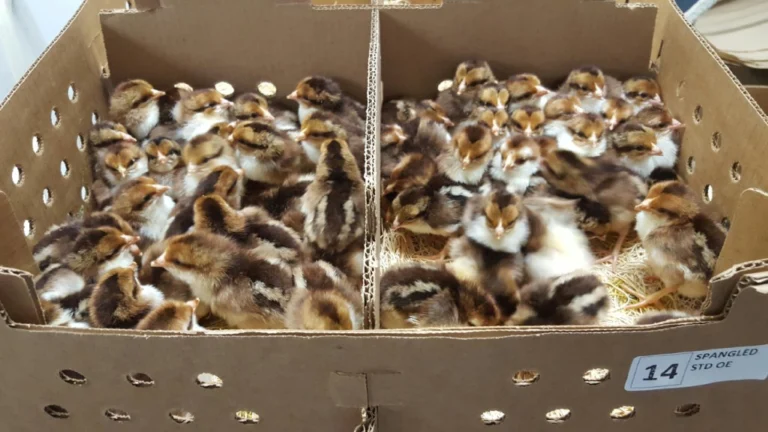 Spangled Kelso Day-Old Chicks For Sale Spangled Kelso Day-Old Chicks For Sale