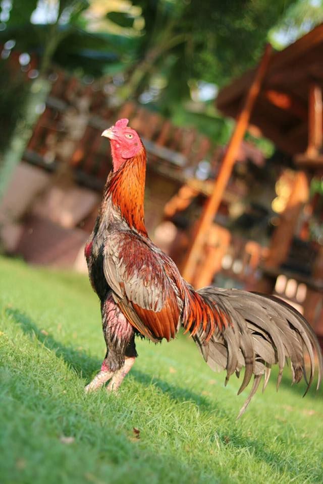 Buy purebred Gray and Orange gamefowl roosters Buy purebred Gray and Orange gamefowl roosters