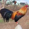 Black Hatch gamefowl cocks