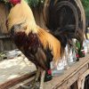 Buy purebred Golden Grey gamefowl cocks
