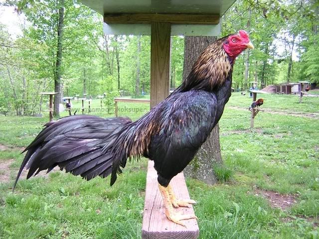Buy purebred Burmese gamefowl roosters Buy purebred Burmese gamefowl roosters