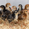 Brazilian gamefowl day-old chicks online