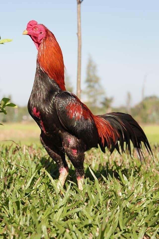 Buy purebred Thai gamefowl roosters online Buy purebred Thai gamefowl roosters online