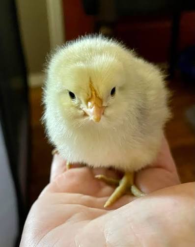 Buy sexed Green-Legged Gamefowl day-old chicks Buy sexed Green-Legged Gamefowl day-old chicks