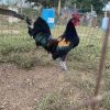 Buy purebred Gold Wing Sid Taylor gamefowl stags