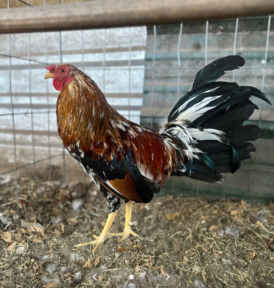 Buy purebred Kelso Yellow Legged Hatch gamefowl stags Buy purebred Kelso Yellow Legged Hatch gamefowl stags