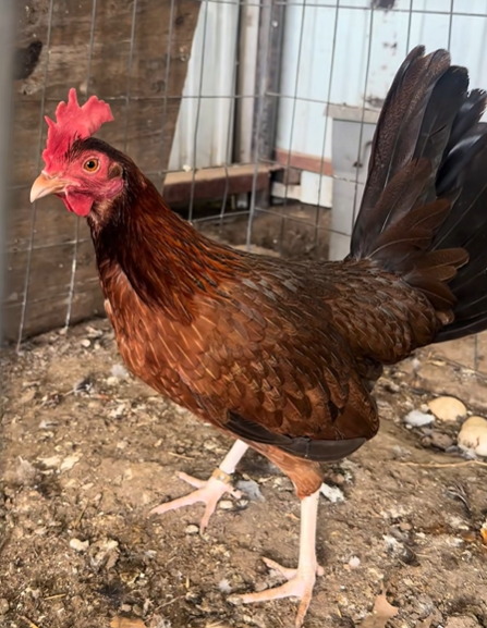 Buy purebred Claret gamefowl pullets Buy purebred Claret gamefowl pullets