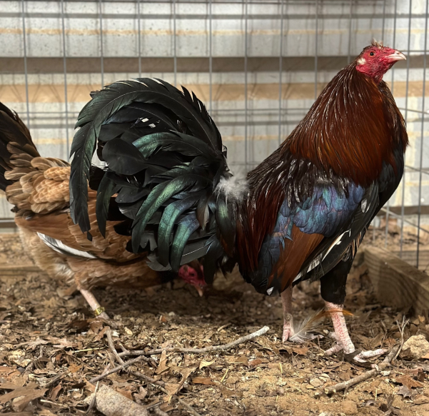 Buy Kelso gamefowl broodcocks Buy Kelso gamefowl broodcocks
