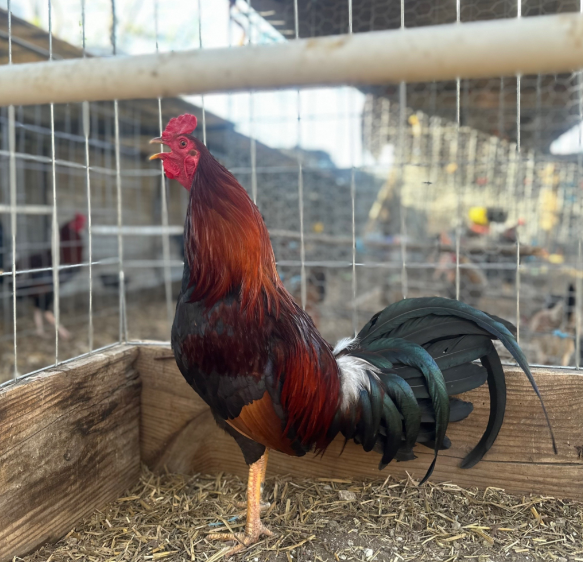 Buy Lacy Roundhead x Doc Robinson Hatch Buy Lacy Roundhead x Doc Robinson Hatch