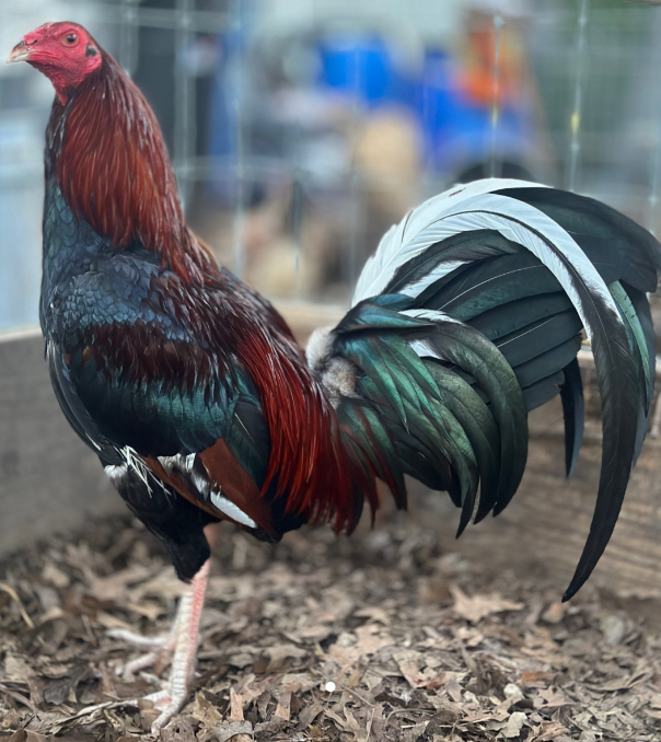 Buy purebred Roundhead gamefowl stags Buy purebred Roundhead gamefowl stags